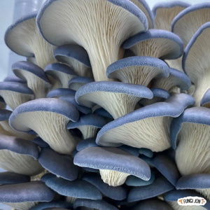 Blue Oyster