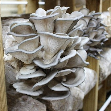 King Blue Oyster