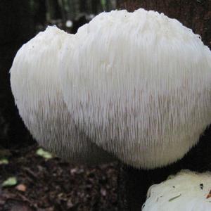 Lion's Mane