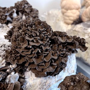 Maitake