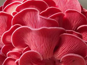 Pink Oyster